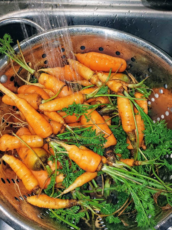 how to clean carrots from garden